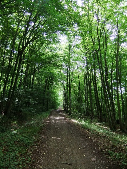 bosweggetje uit Nancy
