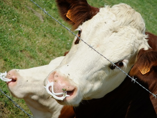de koeien hebben hier wel bizarre piercings
