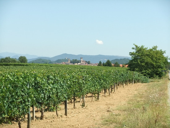 wijnranken, met in de verte terug bergen