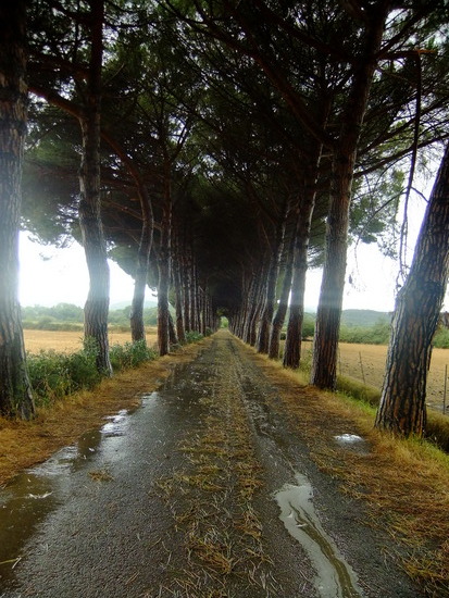 een mooi weggetje op het platteland in Italie