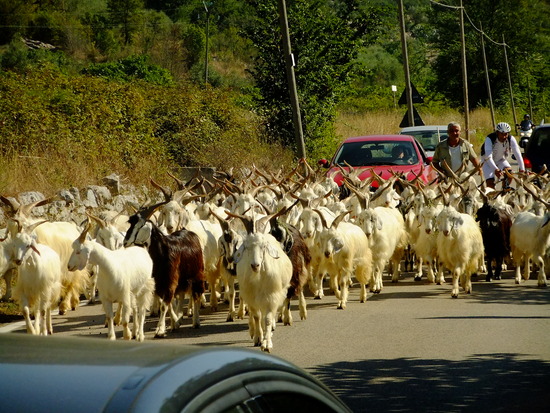 nog heel wat geitenhoeders hier
