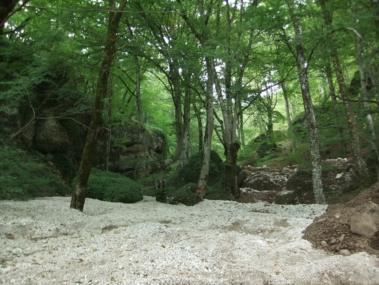 bos in het natuurpark