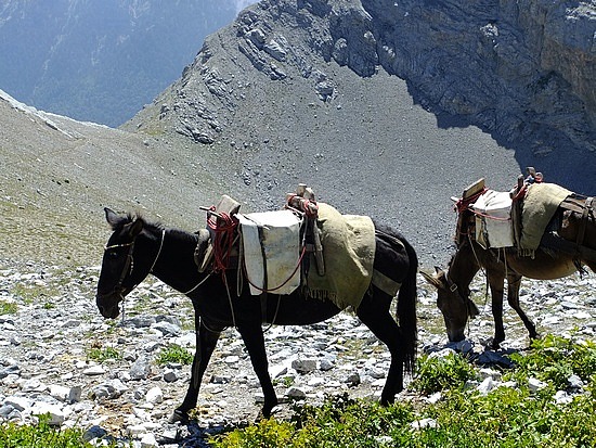 als die ezeltjes dat kunnen kan ik dat ook!