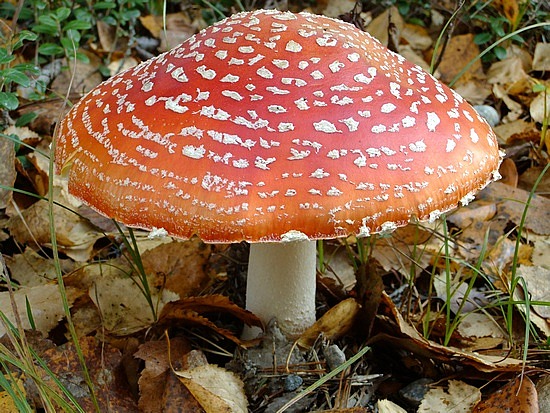 en veel paddestoelen in de bossen