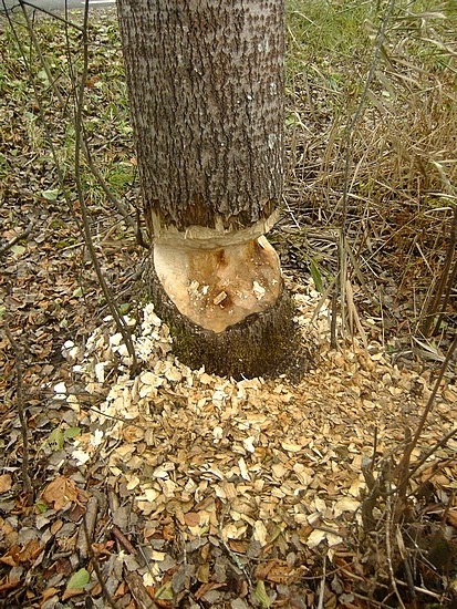 het werk van een ambitieuze bever